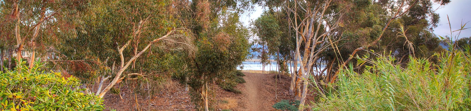A trail through the eucalyptus beside Batiquitos Lagoon, next to Azure Cove