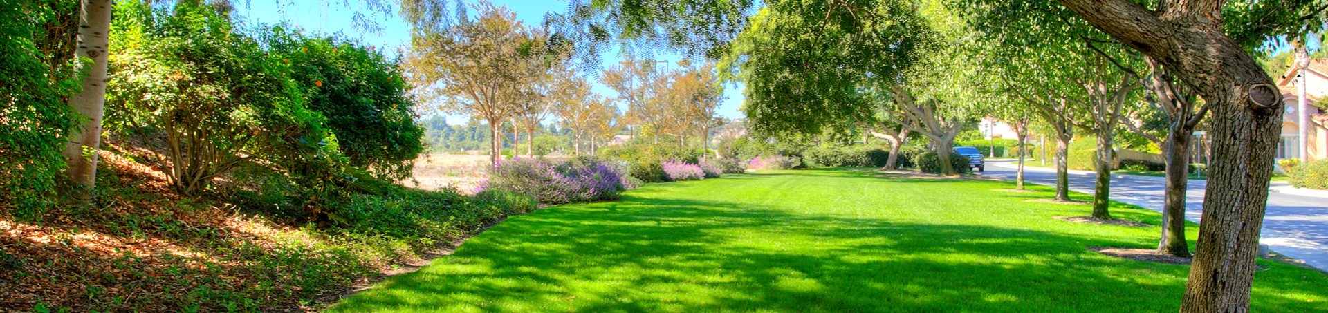 Greenbelt along the street at Sanderling in Aviara